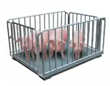 Lợi ích không thể bỏ qua của cân động vật trong chăn nuôi