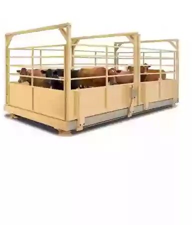 Cân bò điện tử
